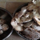 Kišobran od gljiva: kako kuhati za zimu, recepti sa fotografijama